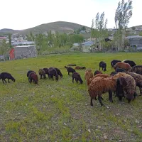 گوسفند قزل افشاری (همو هترو)
