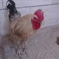 خروس|حیوانات مزرعه|مشهد, علی آباد|دیوار