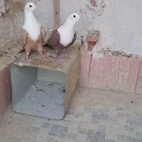 نر و ماده کربلایی