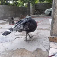 بوقلمون نر وماده