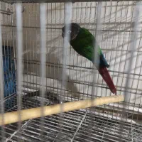 گیرینچیک وعروس