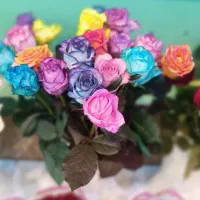 رز هلندی شاخه‌ای 24500(بیست و چهار و پونصد) ۲۰تایی