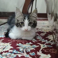 واگذاری بچه گربه DLH