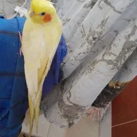 تخم عروس هلندی یک عدد نطفه دار