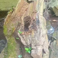 چوب برای تزئینات
