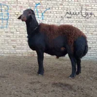 فروش یک راس قوچ افشار اصیل