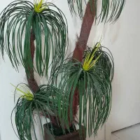 گلدان نخل دکوری