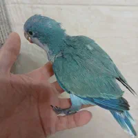 راهب ،ردچیک ،سنگال