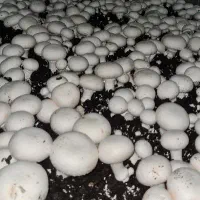 استخدام دائمی کارگر ساده آقا با خانواده