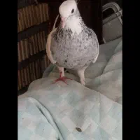 سرور دم سیاه