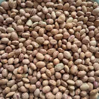 لوبیا چیت سرحدتمیزبوجارشده