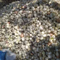 پیاز تشان