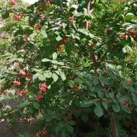 خونه باغ فیروزکوه دماوند