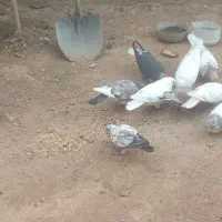 کبوتر|پرنده|بروجن, |دیوار