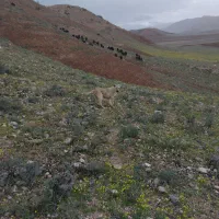 فروش توله سرابی چهار ماهه