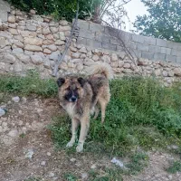 سگ سرابی|سگ|نورآباد ممسنی, |دیوار