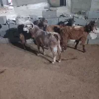 بزغاله نر