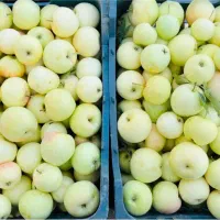 سیب گلاب باغی/خوش‌عطر و تازه/برداشت مستقیم