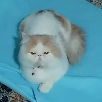 گربه