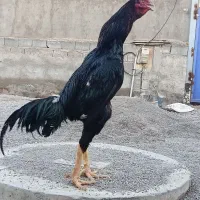 جوجه لاری