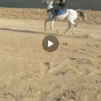 اسب|اسب و تجهیزات اسبسواری|اراک, |دیوار