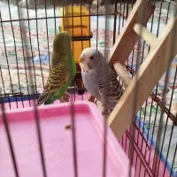 مرغ عشق، اروندکنار