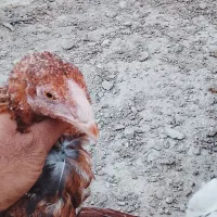 ده تاجوجه ومرغ جوجه ها لاری هستن