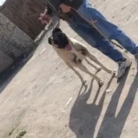 ماده سرابی گله گرد