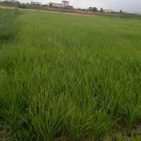 بذرفجر درجه یک هم۹۰روزه دارم هم ۷۵روزه