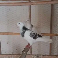 چهار تا جوجه پرشی برا دست خودم آماده پرش و بشرط