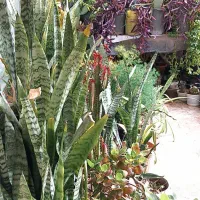 گل ها از صدتومن تا 500  ترشی خونگی