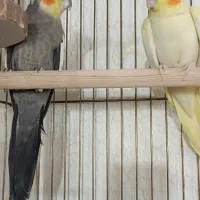 عروس هلندی