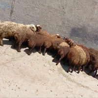 18 راس بره نرو ماده