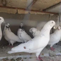 ۲۰ عدد کفتر فروشی دونه ای ۸۰۰