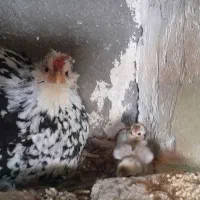 تخم مرغ گلین لری