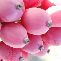 خریدار زرشک پفکی به صورت نقدی و فروش زرشک پفکی