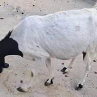 فروش بز