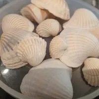 صدف دریایی بسته ۱۰۰ گرمی