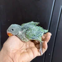 ملنگو نر فول دستی و جوجه سرلاکی