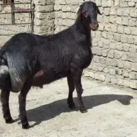 بره قوچ قره قزل لخت