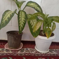 فروش ویژه دو عدد دیفن باخیا با هم ۴۰۰تومن