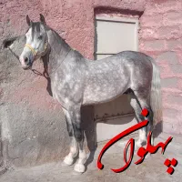 نریان سواری‌دار