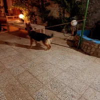 واگذاری۳ قلاد ژرمن شپرد ماده