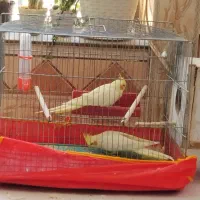 دو عدد عروس هلندی مولد