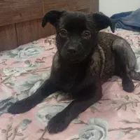 سگ بامزه|سگ|مشهد, مشکینی (شهرک غرب)|دیوار