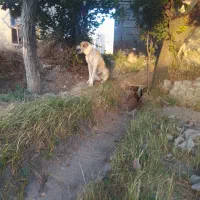سگ گله