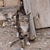 گربه|گربه|آران و بیدگل, |دیوار