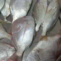 فقط 4کیلو مونده