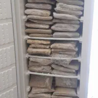 ماهی شیرجنوب