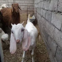 بزغاله فروشی